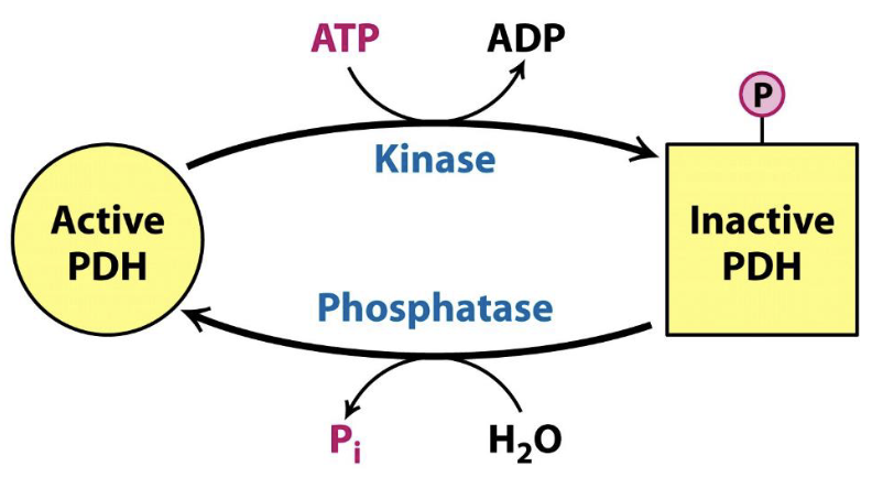 <ul><li><p>Entry of fuel molecules into the CAC is regulated by phosphorylation/dephosphorylation of PDH</p></li><li><p>Performed by PDH kinase and PDH phosphatase</p></li><li><p>Phosphorylated=inactive</p></li></ul><p></p>
