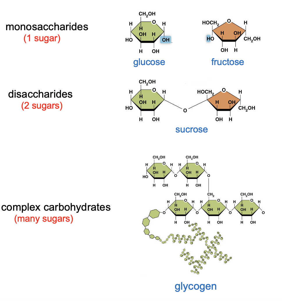 <p>Carbohydrates </p>