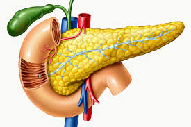 <p>What gland is this?</p>