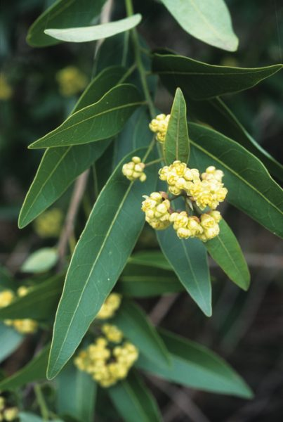 <p><u>Umbellularia californica</u>, Lauraceae</p>
