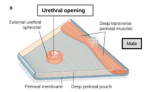 <p>urethral opening </p>