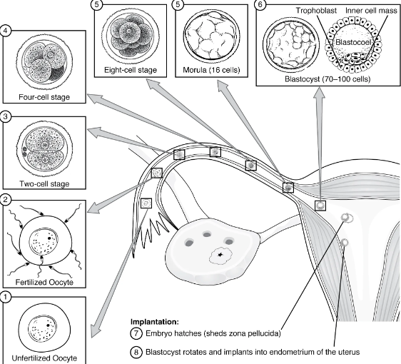 <p>At the end of the first week, the blastocyst adheres to the uterine wall.<br>Implantation ends the pre-embryonic stage of development.<br>Implantation is accompanied by minor bleeding. The blastocyst implants in the fundus of the uterus or on the posterior wall. If endometrium not fully developed, the blastocyst will detach and find a better spot.</p>