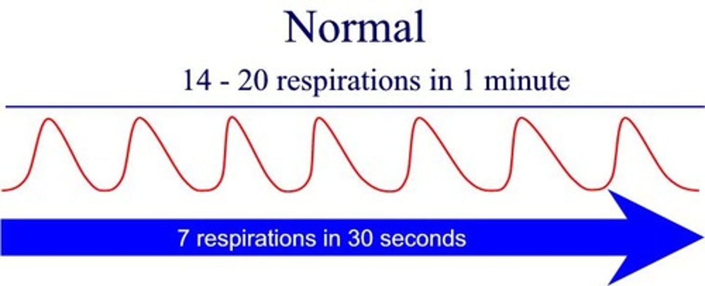 <p>normal breathing</p>