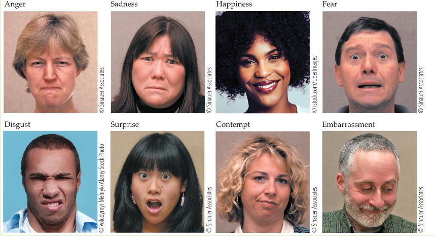 <p>Anger, sadness, happiness, fear, disgust, surprise, contempt, embarassment</p>