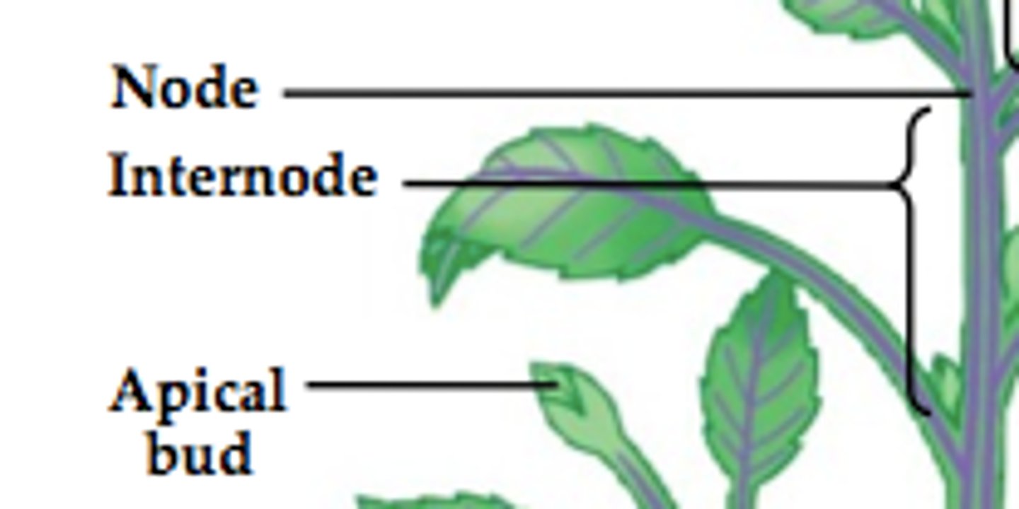 <p>regions in the nodes</p>