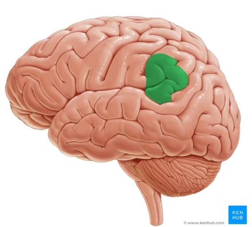 <p>perception of written language, as well as other language processing functions</p><p>adjacent to visual receptive areas </p><p>lesions can result in impaired reading (alexia) + writing (agraphia) </p>