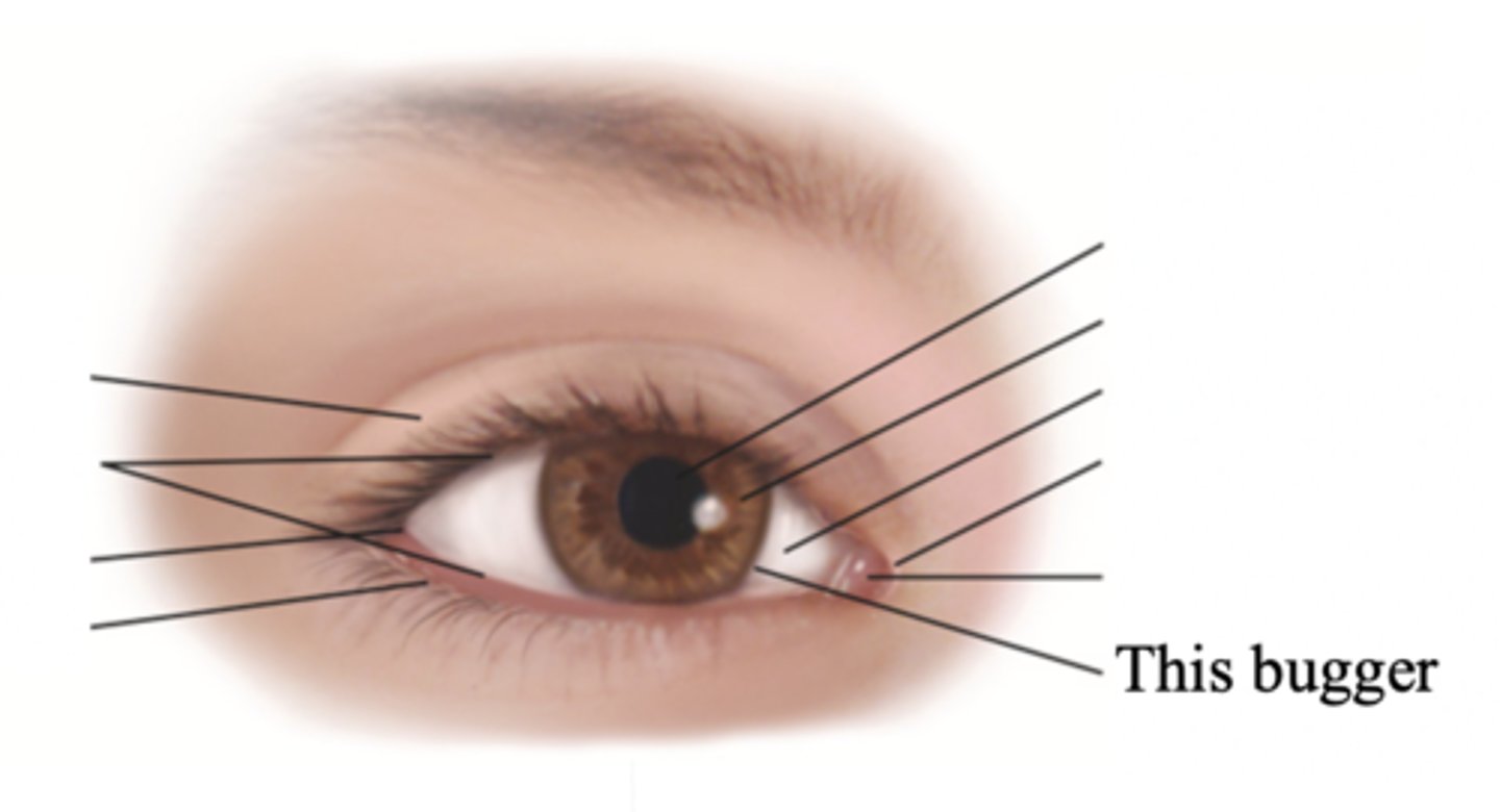 <p>The border between cornea and sclera</p>