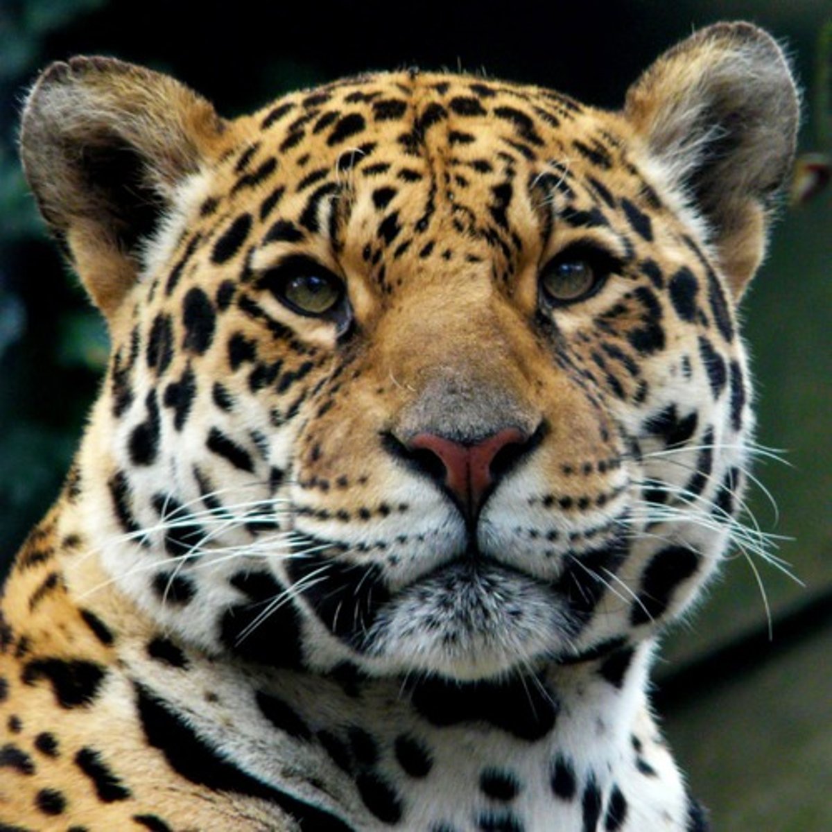 <p>Top predator endangered by deforestation impacts.</p>