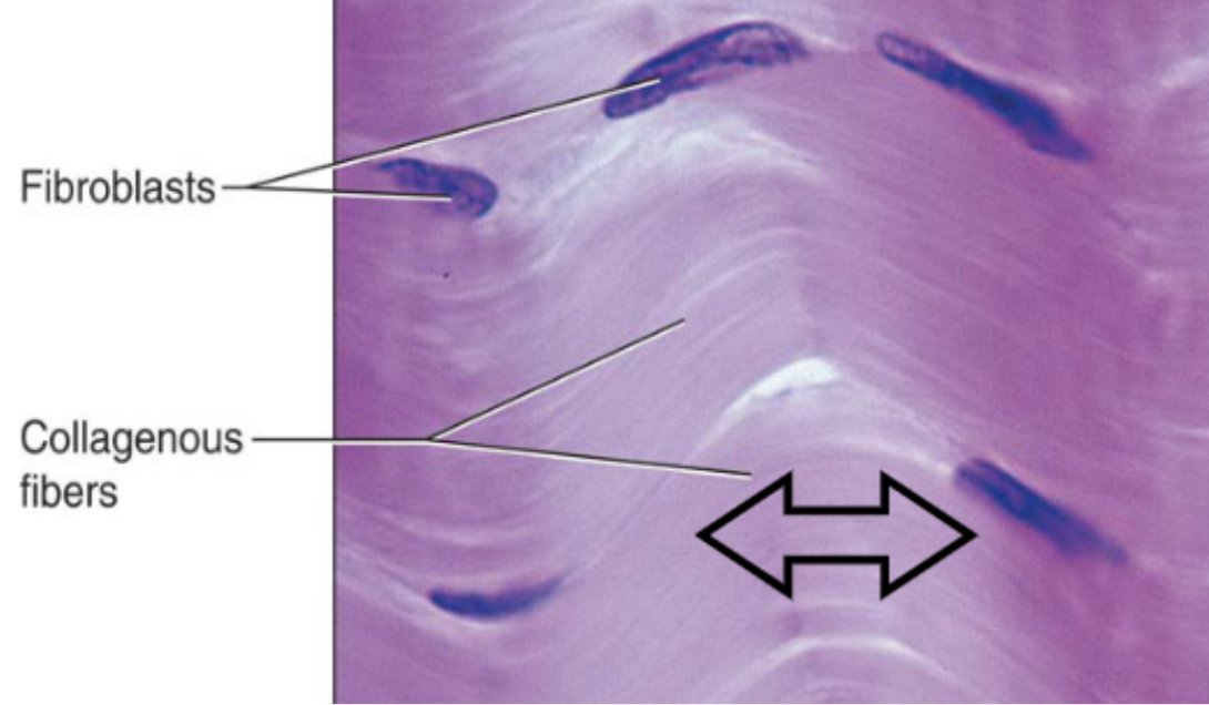 <p>primarily parallel collagen fibers w/ few elastic fibers</p>