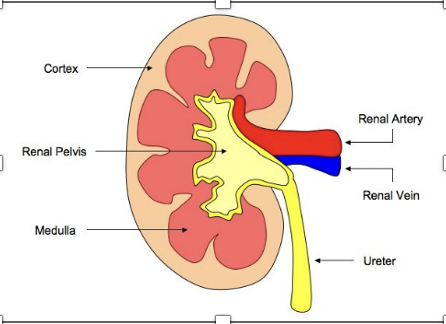 <p>-Cortex —&gt; filters large particles from the blood (e.g white blood cells)</p><p>-Pelvis —&gt; collects urine</p><p>-Medulla —&gt; where water, salt &amp; urea are removed from blood</p><p>-Renal artery —&gt; brings blood to the kidney</p><p>-Renal vein —&gt; takes blood away from the kidney</p><p>-Ureter —&gt; takes urine from the kidney to the bladder</p>