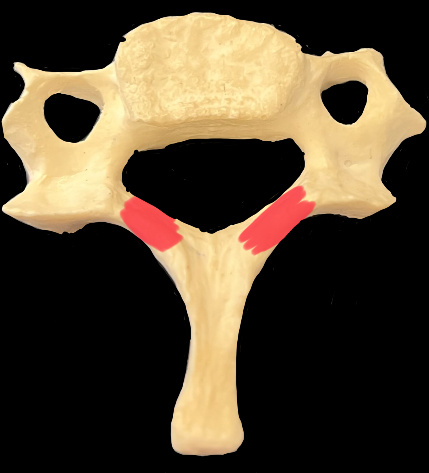 What is highlighted in red?