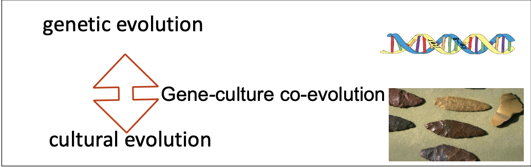 <p>trial and error of evolution and cultural inheritance</p><ul><li><p>genetic evolution</p></li><li><p>cultural evolution</p></li><li><p>gene-culture co-evolution</p></li></ul>