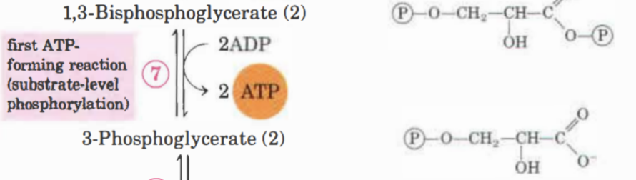 <p>Här kommer 1,3-bifosfoglycerat att defosforyleras till <strong>3-fosfoglycerat.</strong> 2ADP blir till 2ATP. Enzymet kallas <strong>fosfoglycerat kinas. </strong></p>