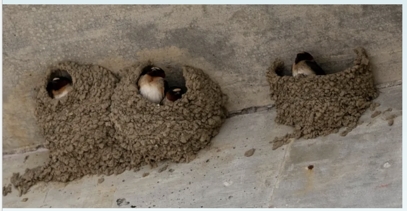 <p>Mud, grass, hair, built against vertical surfaces; eg. barn swallow.</p>
