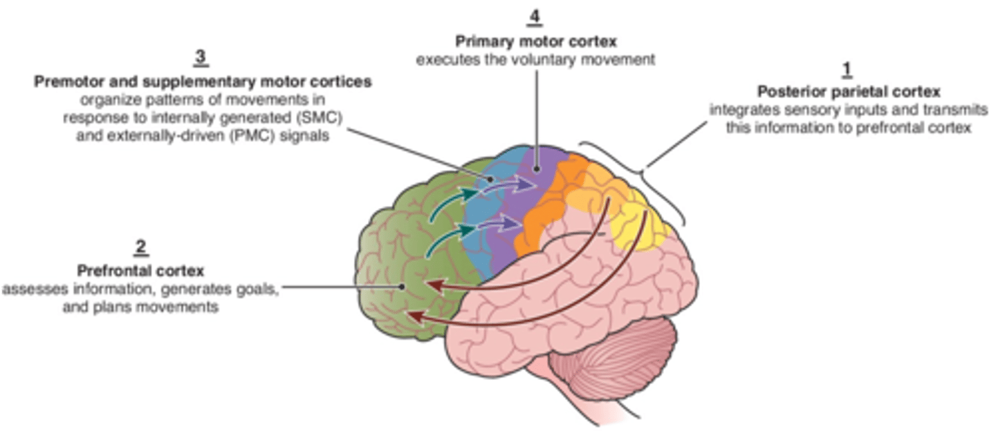 <p>prefrontal cortex</p>