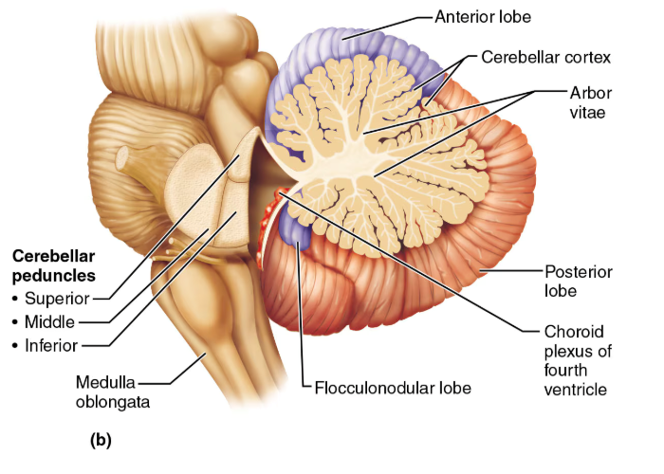 <p>cerebellum</p>