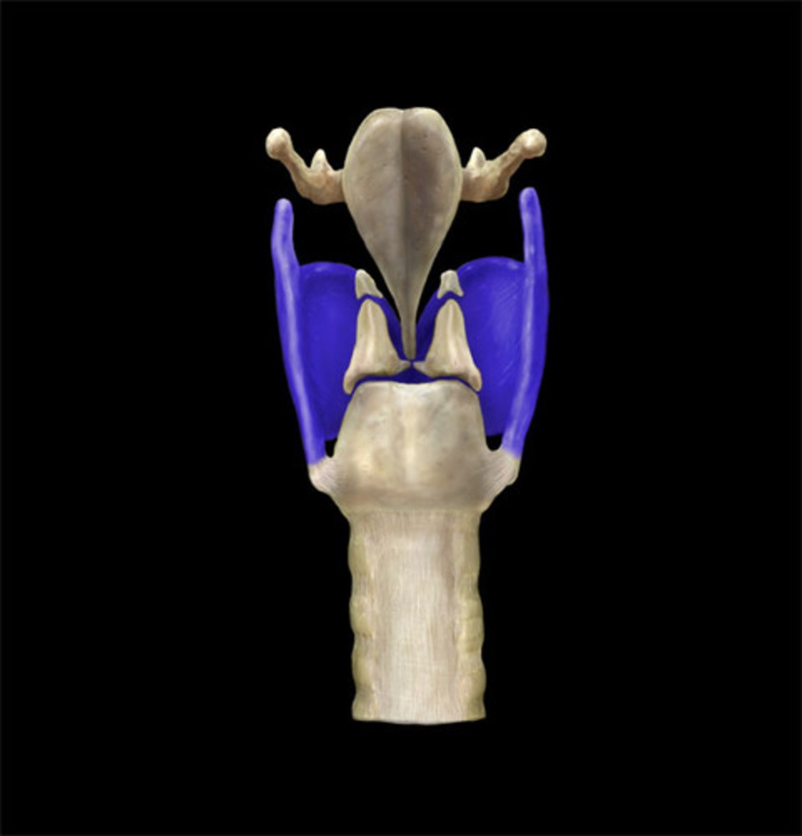 <p>Name the Structure</p>