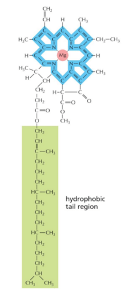 <p>Describe the structure and functions of chlorophyll.</p>