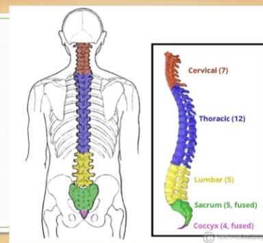 <ul><li><p>C1-C7: Cervical </p></li><li><p>T1-T12: Thoracic </p></li><li><p>L1-L5: Lumbar </p></li><li><p>S1-S5: Sacrum (fused) </p></li><li><p>Co1-Co4: Coccyx (fused) </p></li></ul><p></p>