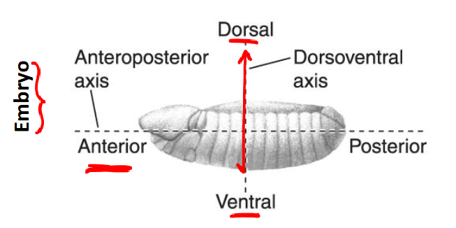 <p>-near abdomen</p>