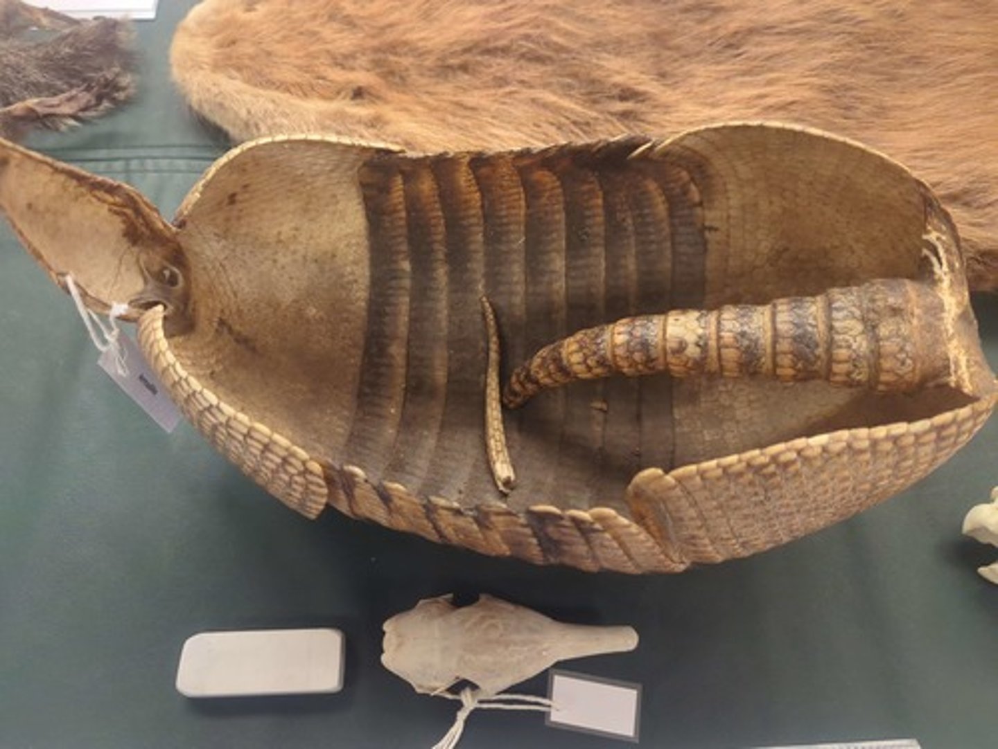 <p>What animal is this? Answer with "Shell" after animal name.</p>