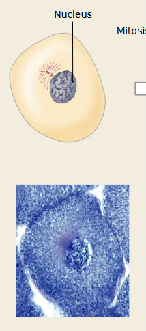 <p>Which mitosis stage is occurring </p>
