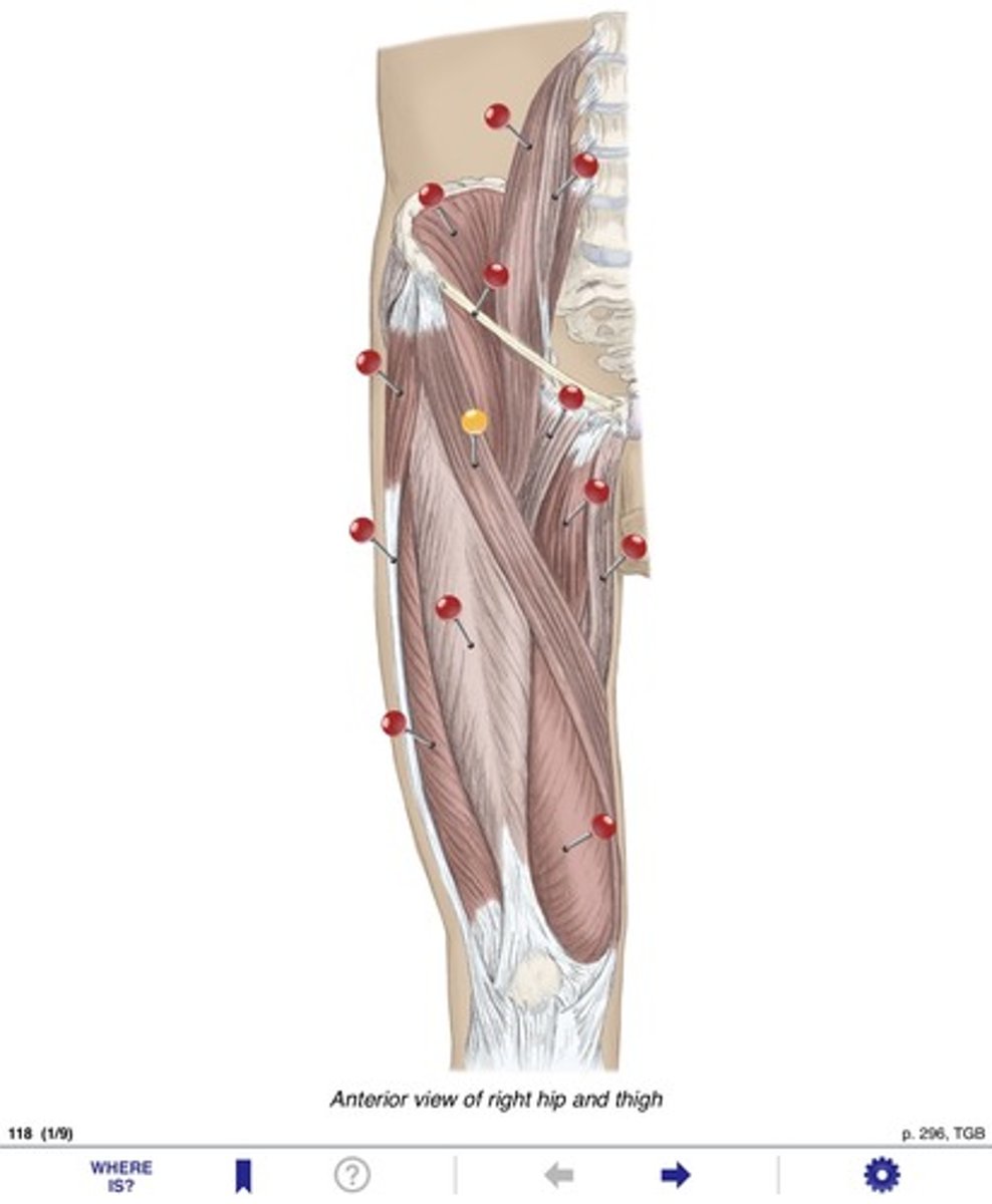 <p>Name the muscles at the yellow pin</p>