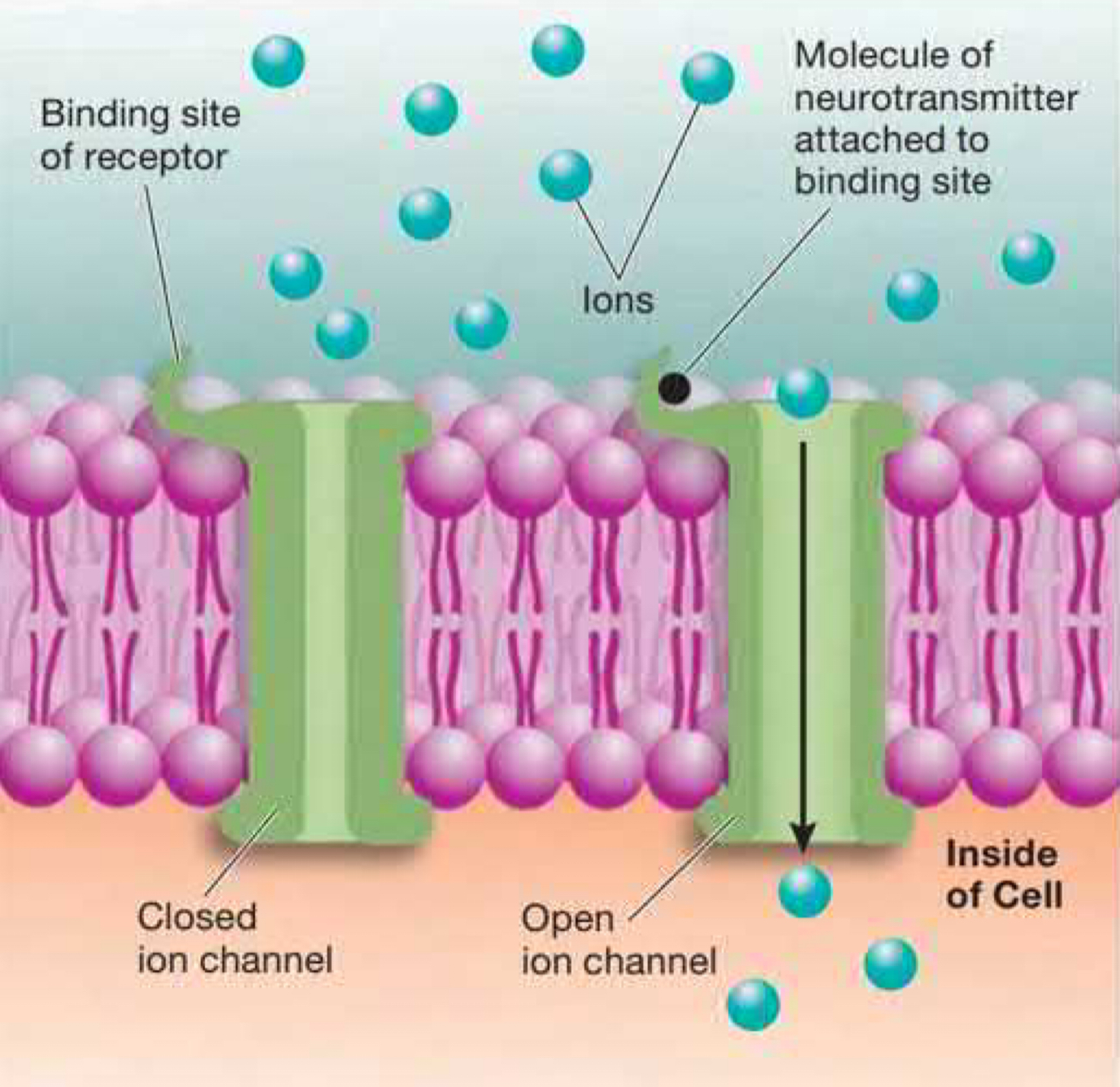 receptor that contains a binding site for neurotransmitters and an **ion channel that opens when a molecule of the neurotransmitter attaches to its binding site. Ligand-gated ion channels can be excitatory or inhibitory and are fastest to polarize/ depolarize.** ***Direct***