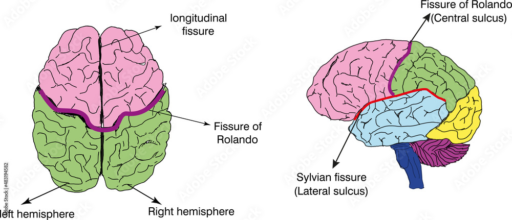 <p>Deeper Valleys of the Brain Separating Lobes</p>