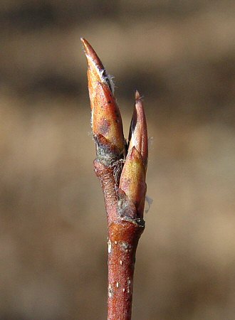 <ul><li><p>everywhere</p></li><li><p>small shrub / tree</p></li><li><p>leaves: pinnate, finely serrate, small-med size</p></li><li><p>twigs: brn, slender</p></li><li><p>buds: scaled, long, slender, pointed, white hairs under scales</p></li><li><p>bark: light grey, vert strips → deeper w age</p></li><li><p>repro: red round berries w white flowers-</p></li></ul>