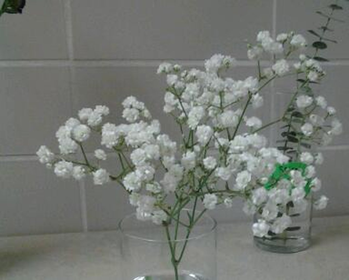 <p>Large clusters of white flowers, have a unpleasant odor</p><p>Usually no foliage</p><p>Stems come out at 45° angle</p>
