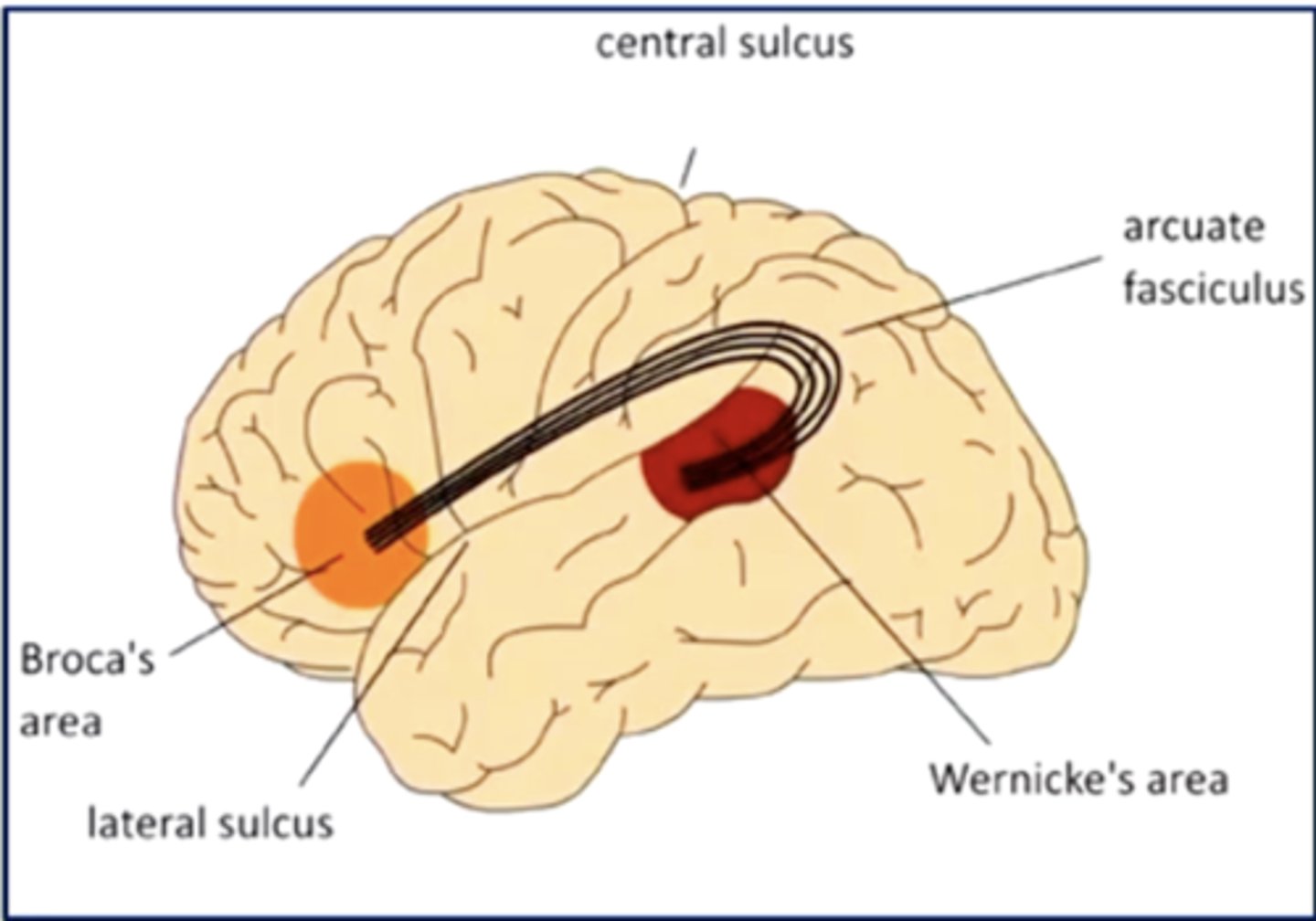 <p>an axonal pathway that connects Wernicke's area to Broca's area</p><p>cell bodies are in Wernicke's area, and axons synapse in Broca's area</p>