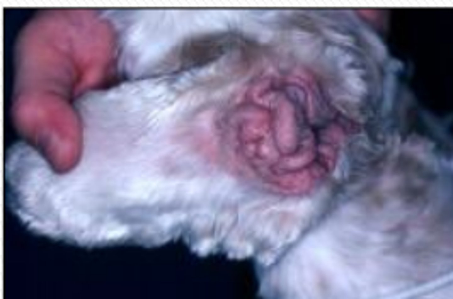 <p>- increased cerumen production</p><p>- altered cerumen composition --&gt; delayed desquamification and stenosis</p><p>--&gt; calcifying OE/OM (Cocker Spaniels)</p>