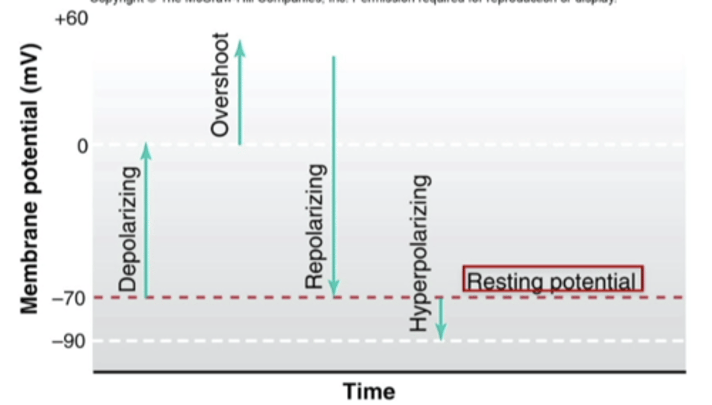 <p>short periods of electrical activity at the membrane of a neuron, responsible for the transmission of signals within the neuron</p>