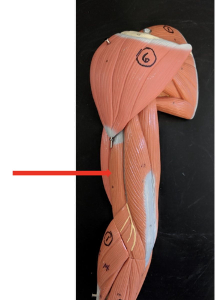 <p>what is this?</p>