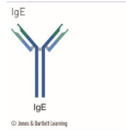 <p>IgE </p>