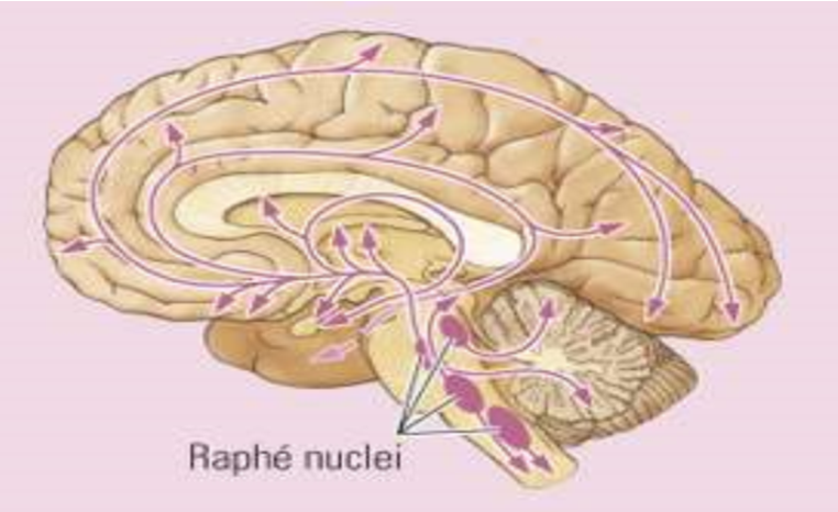 <p>Welk neurotransmittersysteem is dit?</p>