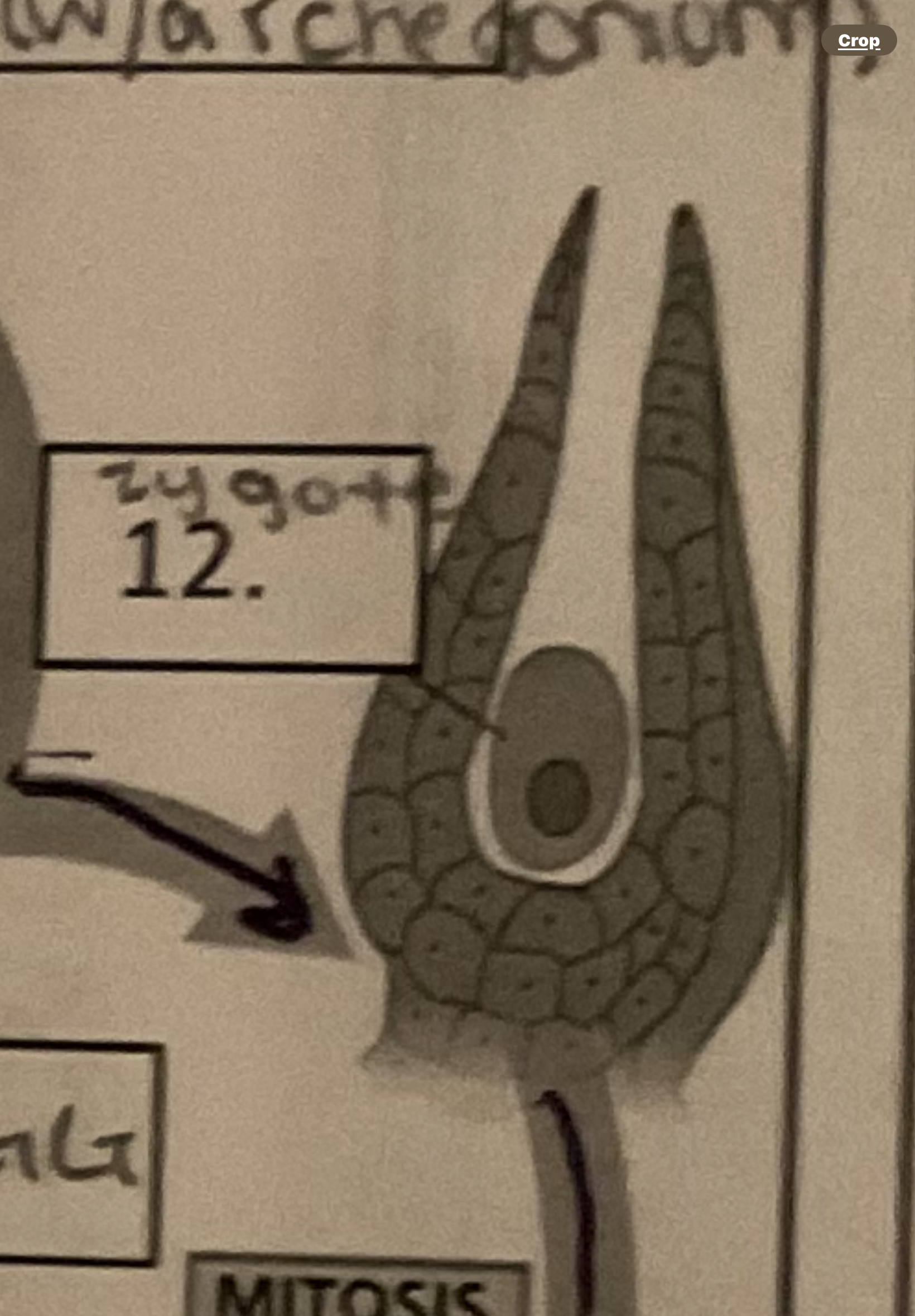 <p>Diploid zygote</p>