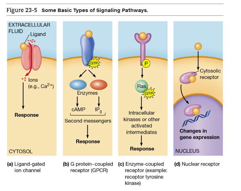 1. Ligand-gated ion channels
2) G protein-coupled receptors
3) Enzyme-coupled receptors
4) Nuclear receptors