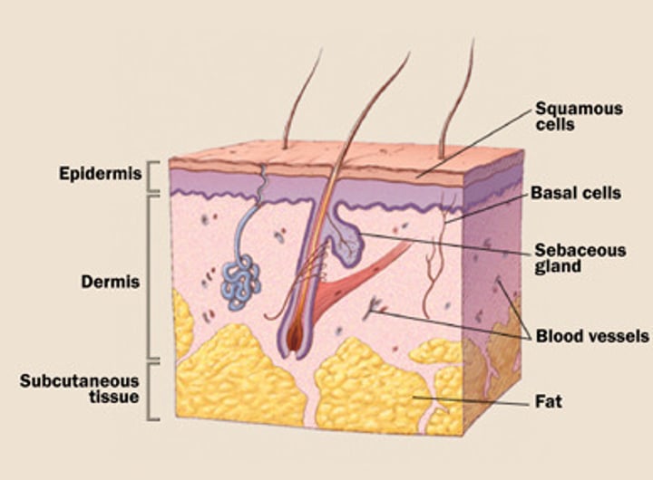 <p>-Epidermis: the superficial thin layer. Composed of keratinized stratified squamous epithelium, consisting of four distinct cell types and four or five layers</p><p>-Dermis: the deep, thicker layer.</p><p>-Hypodermis: Composed mainly of adipose tissue (fat).</p>