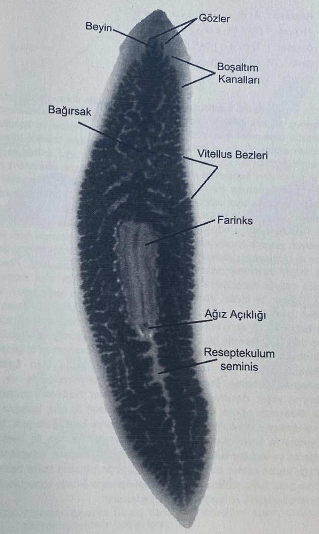 <img src="https://knowt-user-attachments.s3.amazonaws.com/6ae5a3e4-09e1-449e-ac3e-cf6091cce06f.jpg" data-width="100%" data-align="center" alt="knowt flashcard image"><img src="https://knowt-user-attachments.s3.amazonaws.com/a6cbd199-5f8e-4740-a0ee-6435971d1d18.jpg" data-width="100%" data-align="center" alt="knowt flashcard image"><p></p>