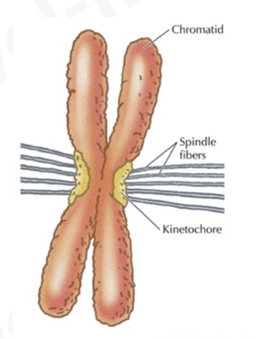 <ul><li><p><span>needed for separation of chromatids during mitosis</span></p></li><li><p><span>site of attachment of spindle microtubules</span></p></li><li><p><span>each metaphase chromosome has 2 </span><strong><span>kinetochores</span></strong><span> at its centromere and microtubules</span></p></li></ul>
