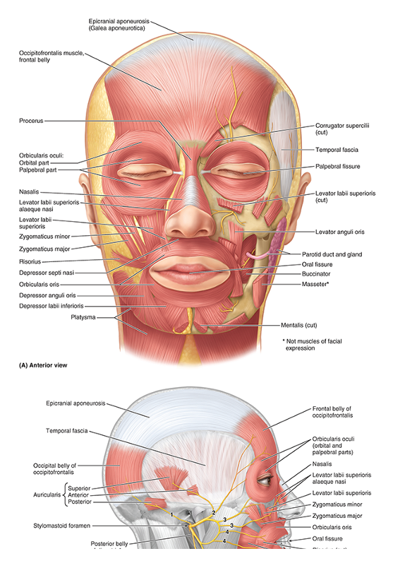 <p>Muscles of Face and Scalp</p>