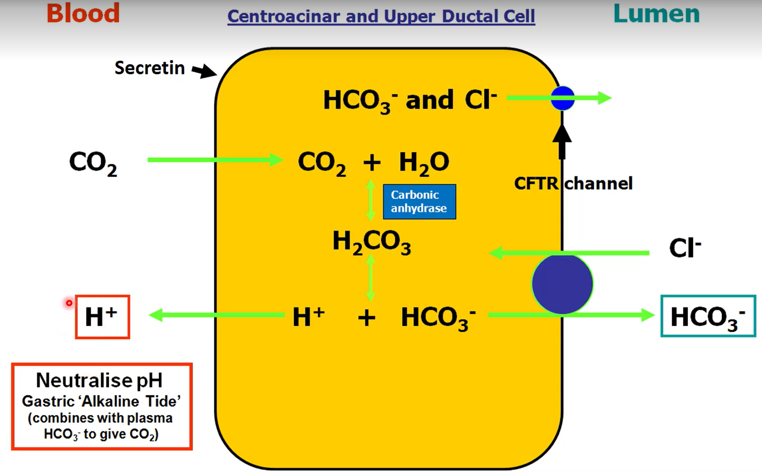 <p>Duct cell create HCO<sub>3</sub><sup>-</sup> molecules by breakdown of carbonic acid. It releases the bicarbonate into the lumen of the duct for release into duodenum, <strong>and releases H<sup>+</sup> into the blood, neutralising the bicarbonate in the blood</strong> from acid production.</p>