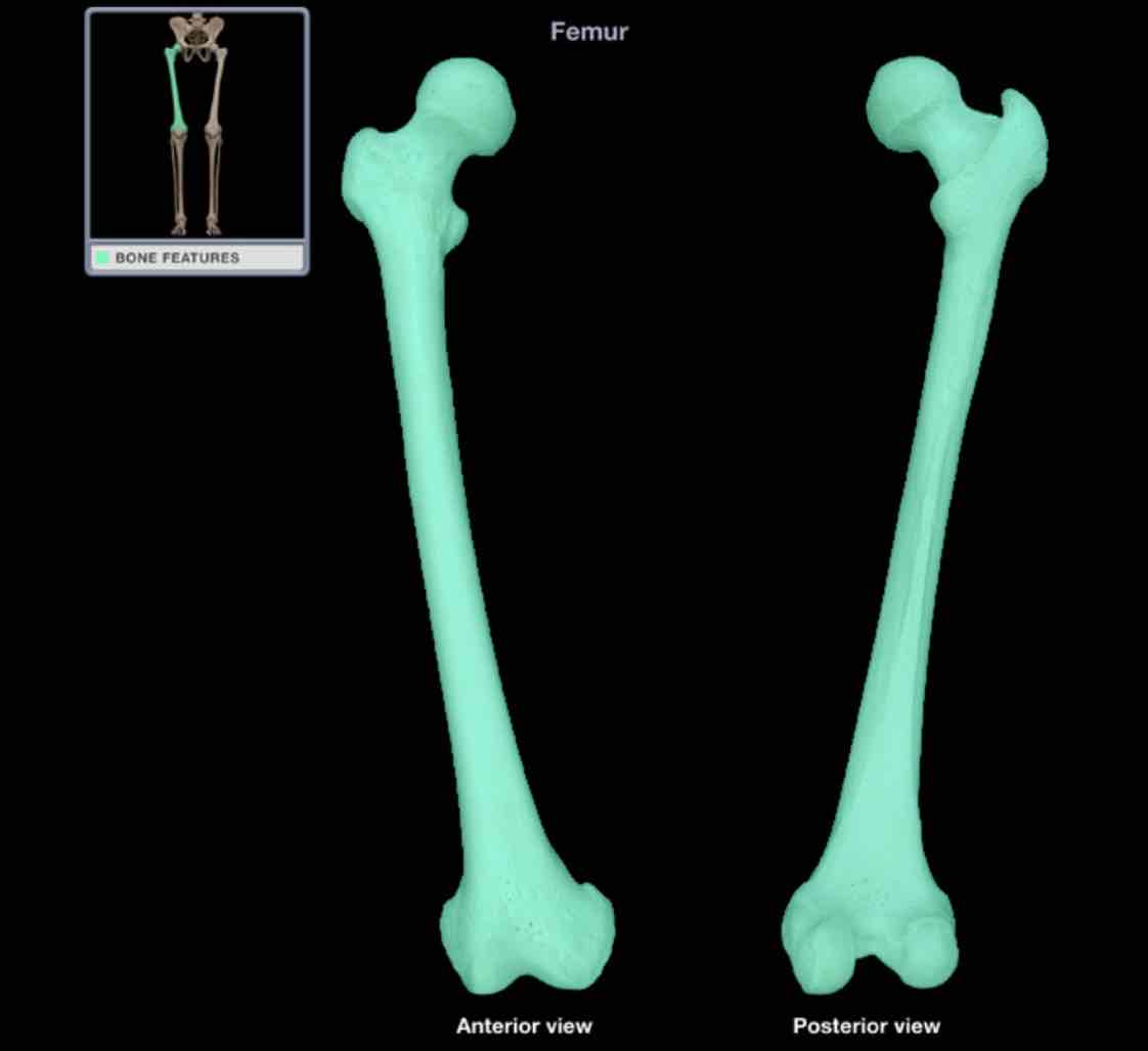 <p>Femur</p>