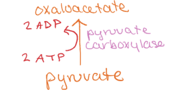 <p>Opposite of glycolysis</p>