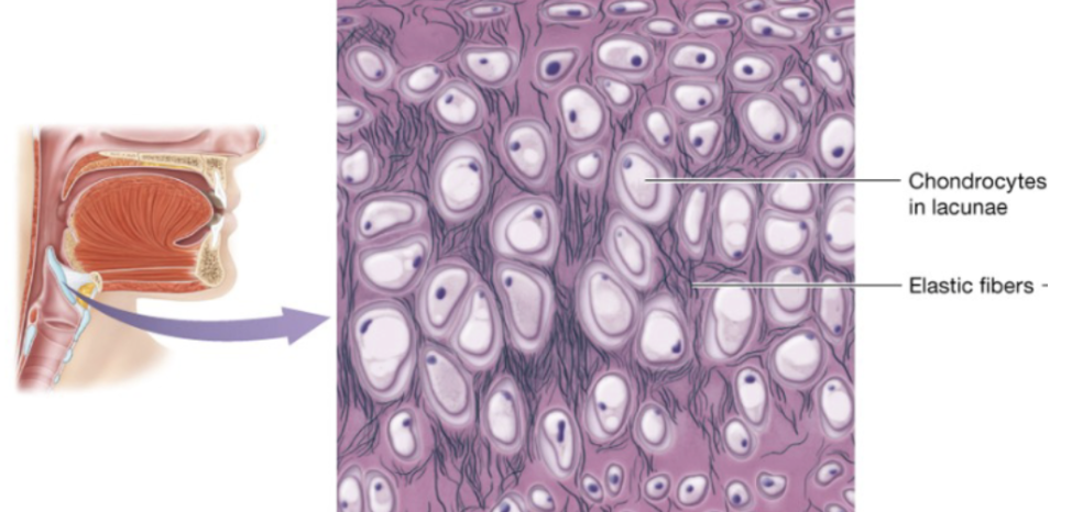 <p>similar to hyaline, but more elastic fibers</p>