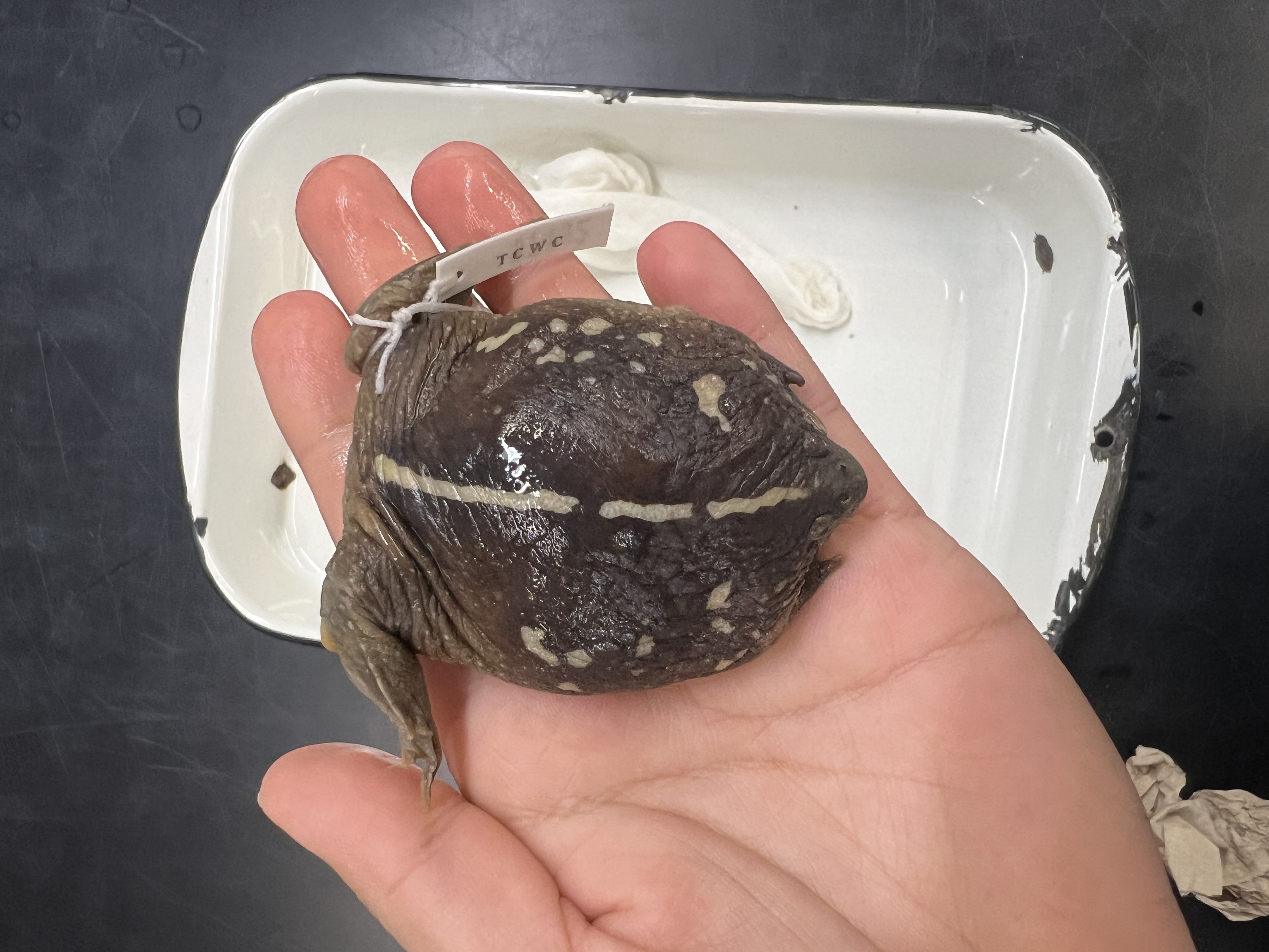 <p>What’s the <strong>common</strong> name?</p>