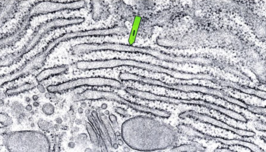 term image