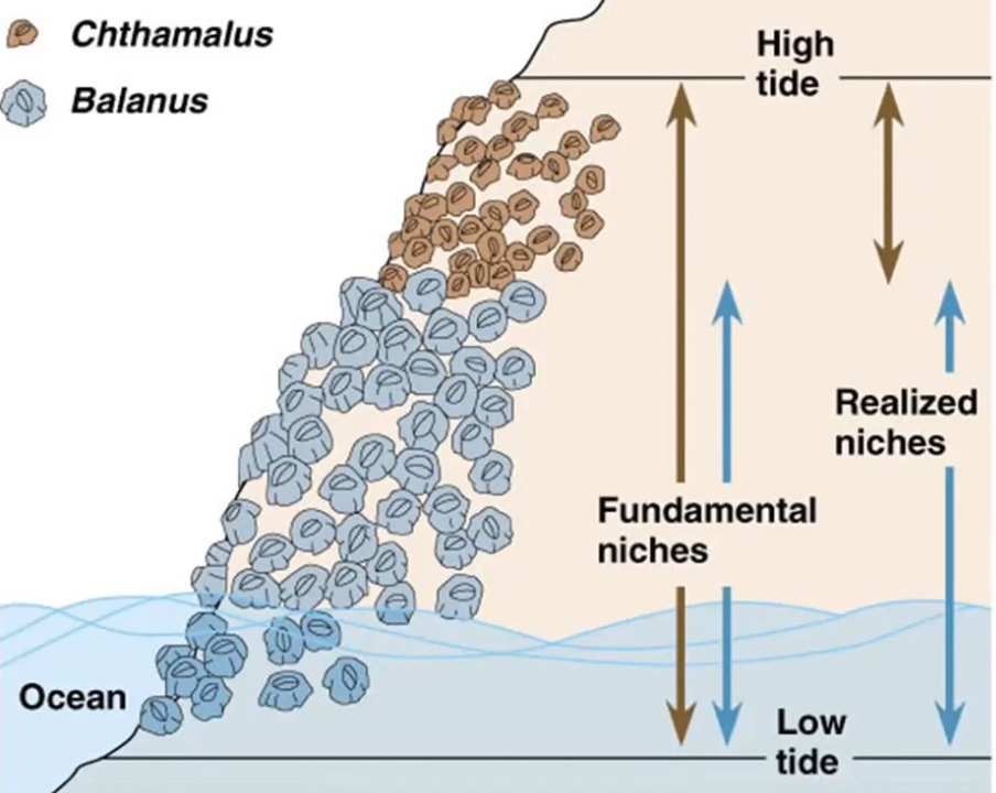 <p>The two types of niche are:</p><ul><li><p>Fundamental niche</p></li><li><p>Realised niche</p></li></ul><p></p>